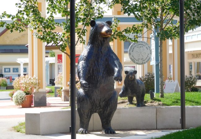Bronze Bears