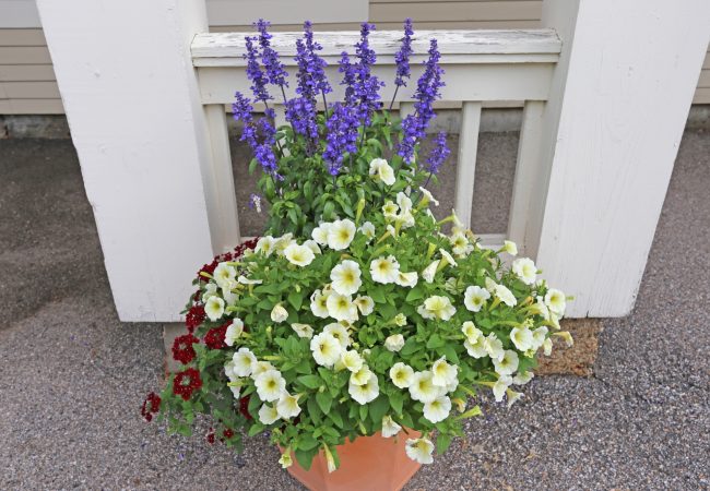 IMG 8658