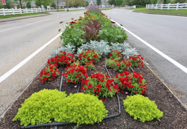 Image of Dusty Miller and Lemon Coral Sedum